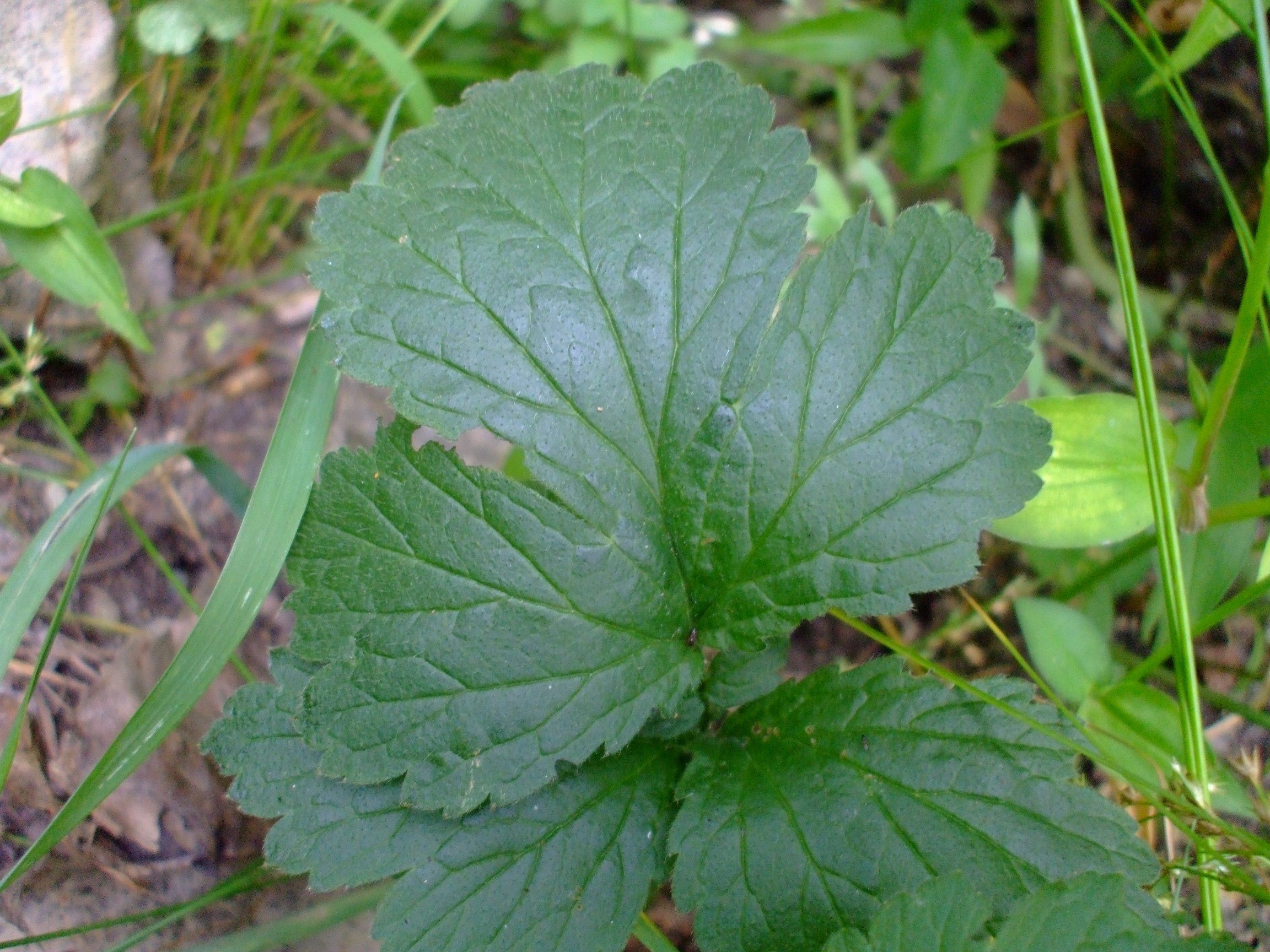 Geum aleppicum